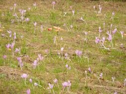 colchicum autumnale flowers on autumn meadow