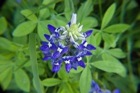 bright blue flowers on a green bush