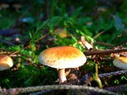 forest mushroom in the meadow