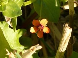 Anagallis is orange wildflower