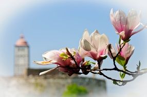 tender pink magnolia flowers