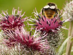 Pollination of flowers of burdock