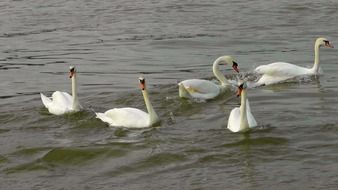 swans dance