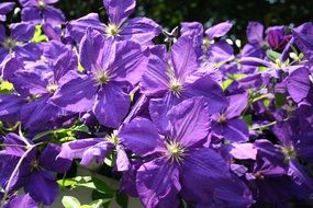 many purple clematis in the bright sun