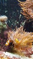 colorful clownfish among corals underwater
