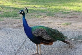 peacock with colorful feathers in the wild