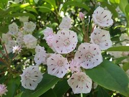 mottled white flowers on a green bush