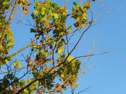 green leave tree in autumn