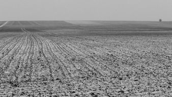 black and white photo of the frozen arable field