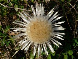 top view ripe thistle seed head