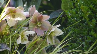 christmas rose