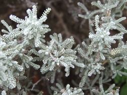 lavender cotton, Santolina chamaecyparissus