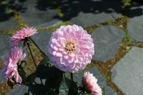 pink globose flower in a garden