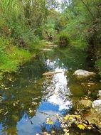green trees over the river