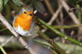 robin in wildlife