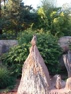 meerkat in the zoo