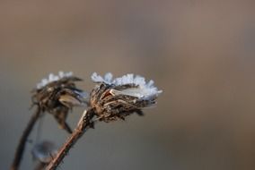 fascinating winter plant