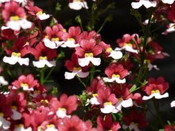 blooming red-white Nemesia