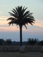 landscape of haystacks and palm tree against the background of the evening sky in Mallorca