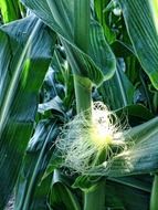 ears of corn on a young plant