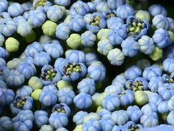 blue hydrangea flowers on the branches