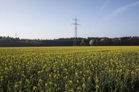 rapeseed field on a sunny cloudless day