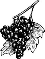 edible grapes