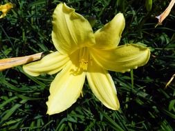 delicate yellow lily flower