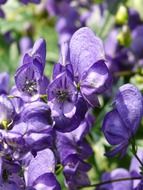 blue monkshood closeup