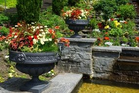 colorful flowers in pots in garden