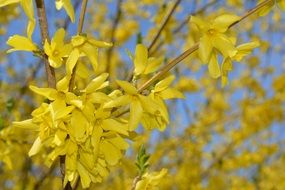 Yellow spring blooms on bush