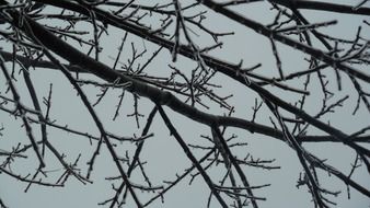 branches without leaves in winter closeup