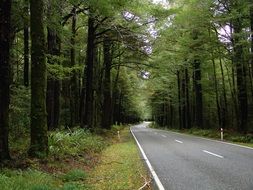 peaceful road in forest scene