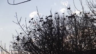 birds silhuettes on branches scene