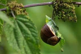 Snail on the green plant