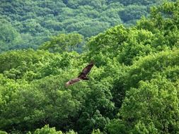 soaring hunting hawk