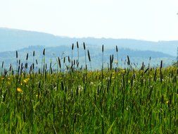 panorama of flower green meadow