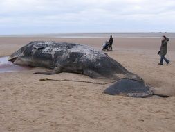 dead sperm whale on the ocean