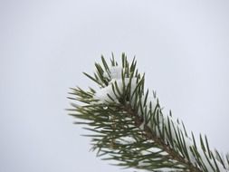 needles on the coniferous branch