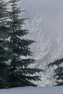 hoarfrost on the tree