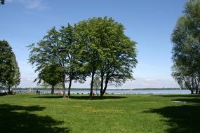 green summer park near the water