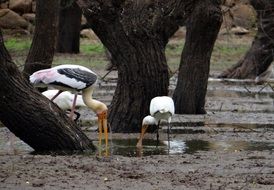 Painted storks in the water