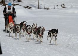 racing Husky dogs in harness