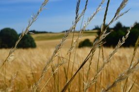 Yellow grain field