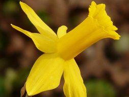yellow daffodil close-up