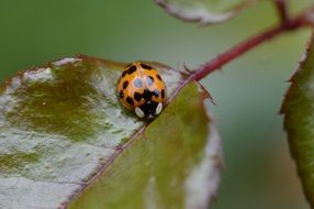 orange ladybug on leaf close up