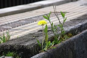 dandelion sprouted through wooden boards