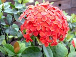 garden red flower