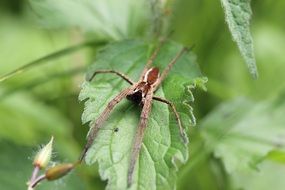 huge madagascar spider is sitting on the leave