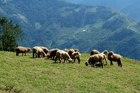 mountain sheep landscape